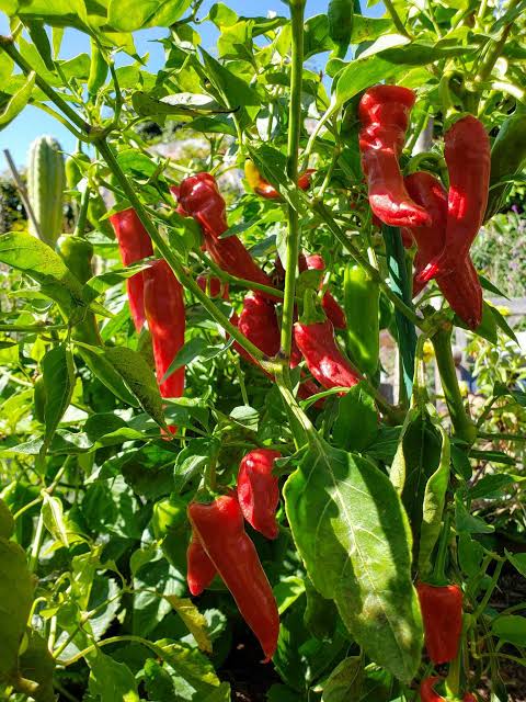 Hot Pepper hybrid crop variety in South India