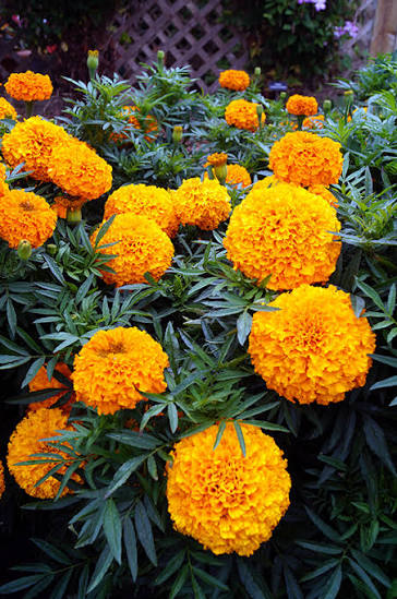 Marigold hybrid crop variety in South India