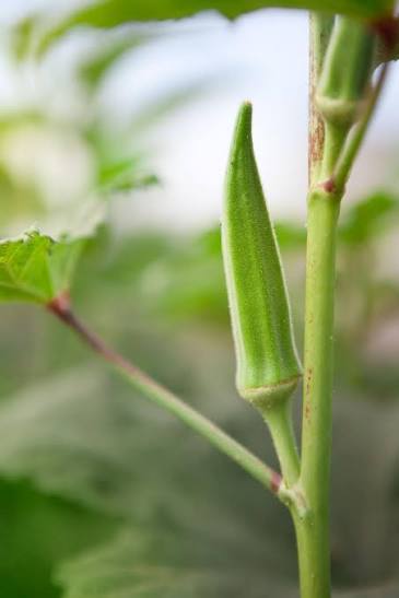 Okra hybrid crop variety in South India
