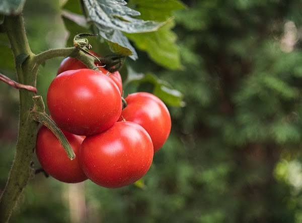 Tomato hybrid crop variety in South India
